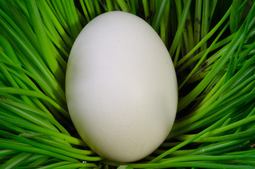 white egg in green grass