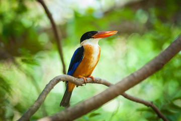 Beautiful blue Kingfisher bird