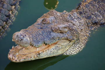 crocodile with open mouth resting