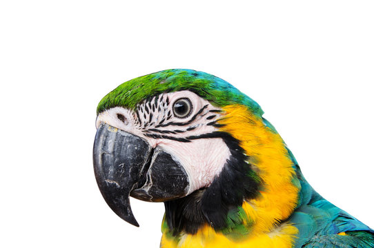 head of Parrot Macaw on white background.