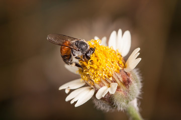 bee on a tridax procumbens small flowers in nature