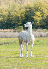 Alone llama