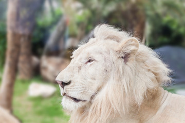 white lion
