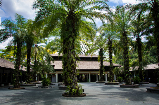 Palms in Botanical garden of Singapore