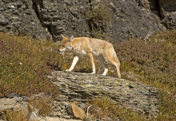 Coyote on the Move, Glacier National Park