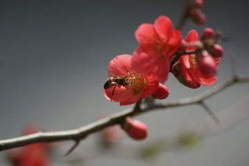 Fototapeta na wymiar Bee on Pink Flowers