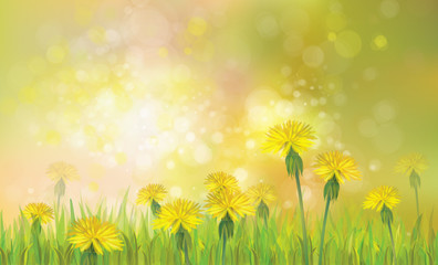Fototapeta na wymiar Vector of spring background with yellow dandelions.