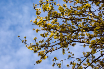 Cornelian Cherry Dogwood