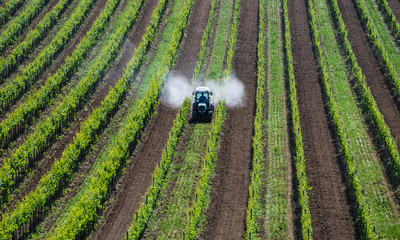 Naklejka premium Traktor sprueht Pestizide im Weingarten