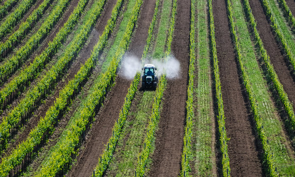 Traktor sprueht Pestizide im Weingarten