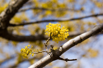 Cornelian Cherry Dogwood