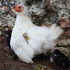 chicken