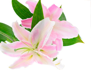 Pink Lily Isolated on White Background