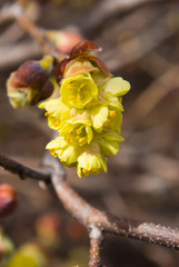 Buttercup Witch Hazel
