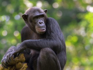 Common Chimpanzee - obrazy, fototapety, plakaty