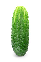 Fresh cucumber