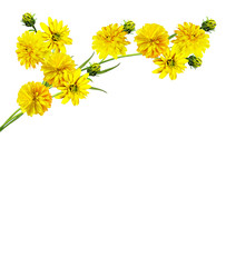 Dahlia flower isolated on white background