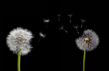 two old dandelions and flying seeds isolated on black