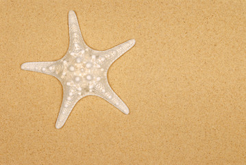 Fototapeta na wymiar One single spiny starfish or star fish on beach sand background photo