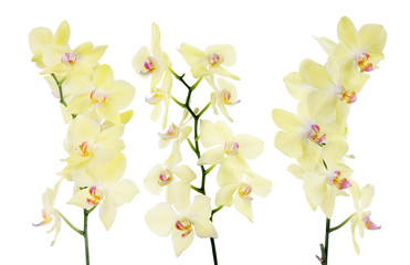 set of three yellow orchid isolated branches