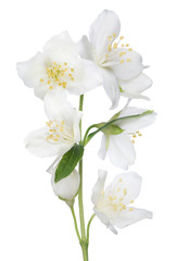 Naklejka na ściany i meble isolated beautiful jasmine seven flowers