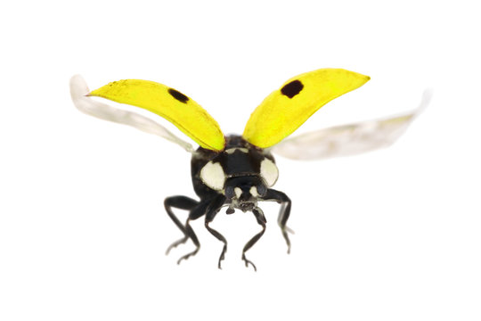isolated flying yellow ladybug