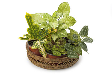 Syngonium croton and other potted plants © kuzina1964