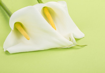 white calla lilly flowers on green
