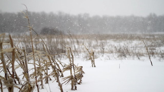 Winter Corn Field Snowfall
