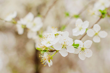 Flowers of the cherry blossoms on spring day