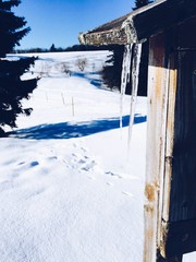 Icicles in the Morning