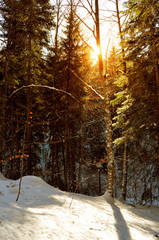 Snowy forest in the soft light, winter scene