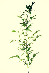 One green fresh plant.