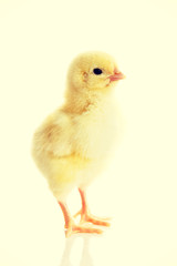 Small yellow Easter chick.