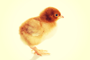 Small yellow Easter chick.