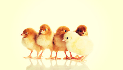 Group of small chicks.