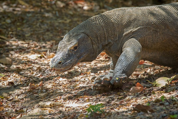 Komodo Dragon