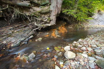 Small river in beautiful forest