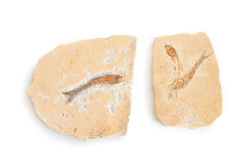 three fossils fishes