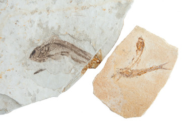 three fossils fishes © TonelloPhotography