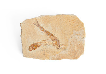 two fishes fossil © TonelloPhotography