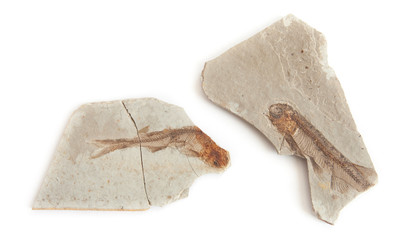 two fishes fossil