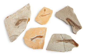 Six fishes fossils
