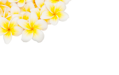 Fototapeta na wymiar Plumeria flower isolated on the white background
