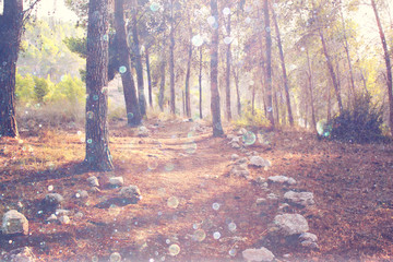 abstract photo of light burst among trees and glitter bokeh ligh