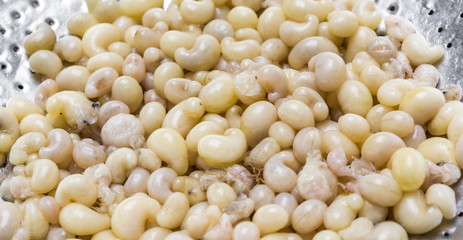 subterranean ant egg on iron plate  in the market at Chiang Mai