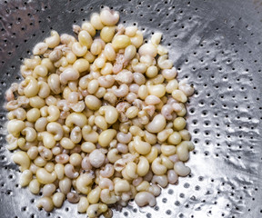 subterranean ant egg on iron plate  in the market at Chiang Mai
