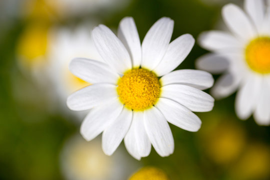 Chamomille daisy flower
