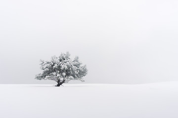 Fototapeta premium lonely tree in winter