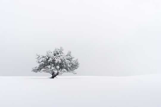 Fototapeta lonely tree in winter